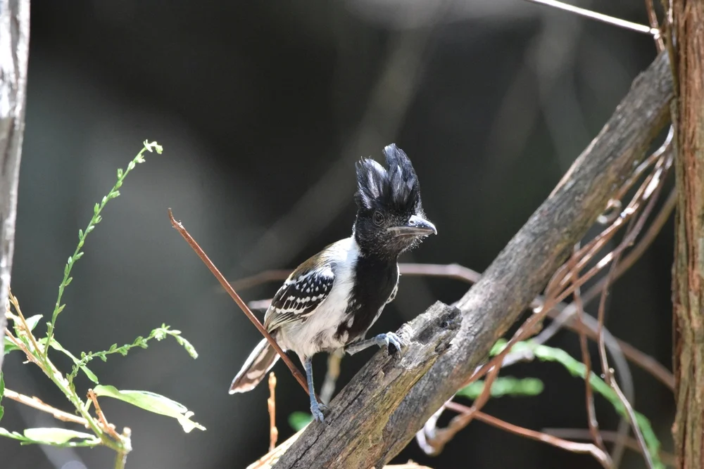 Kanadagrasmücke (Sakesphorus canadensis)