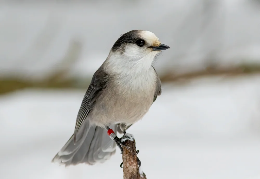 Kanadahäher (Perisoreus canadensis)