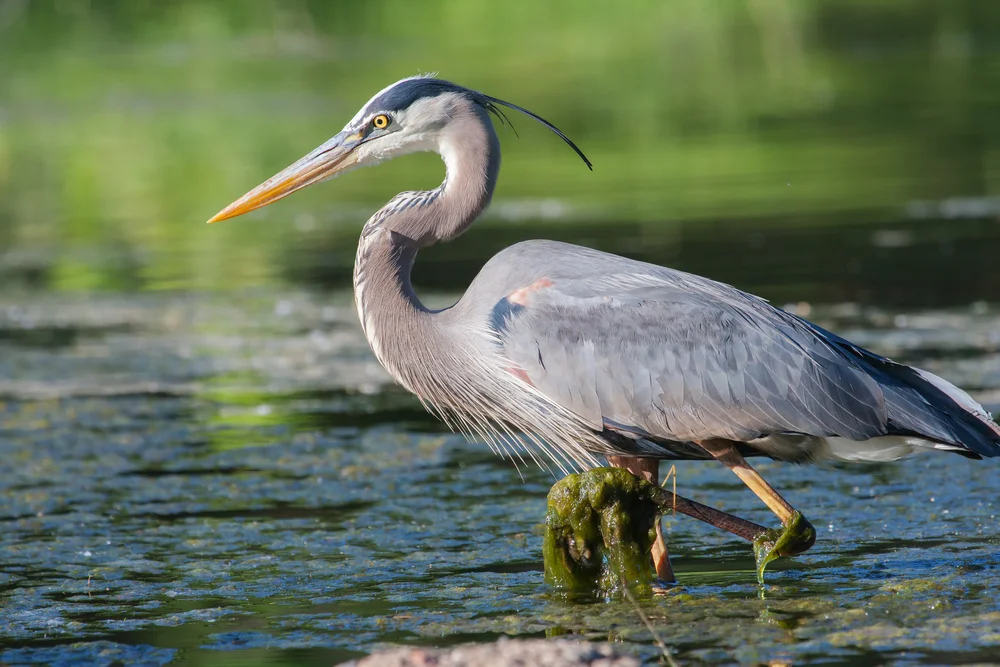 Kanadareiher (Ardea herodias)