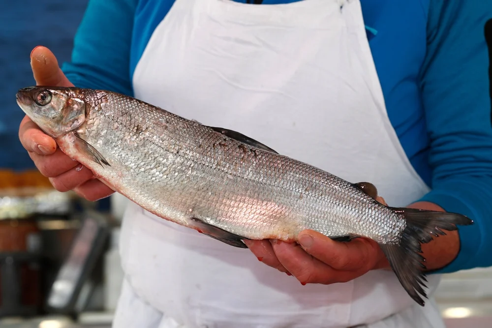 Kanadische Maräne (Coregonus clupeoides)