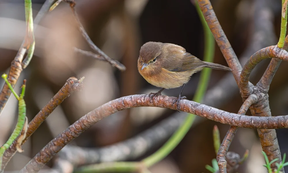 Kanaren-Laubsänger (Phylloscopus canariensis)