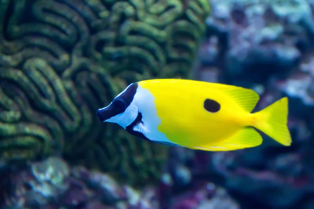 Kaninchenfische (Siganus)