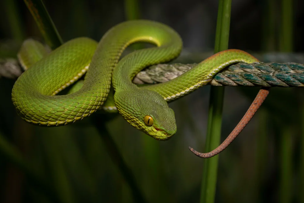 Kantors Bambusotter (Trimeresurus cantori)