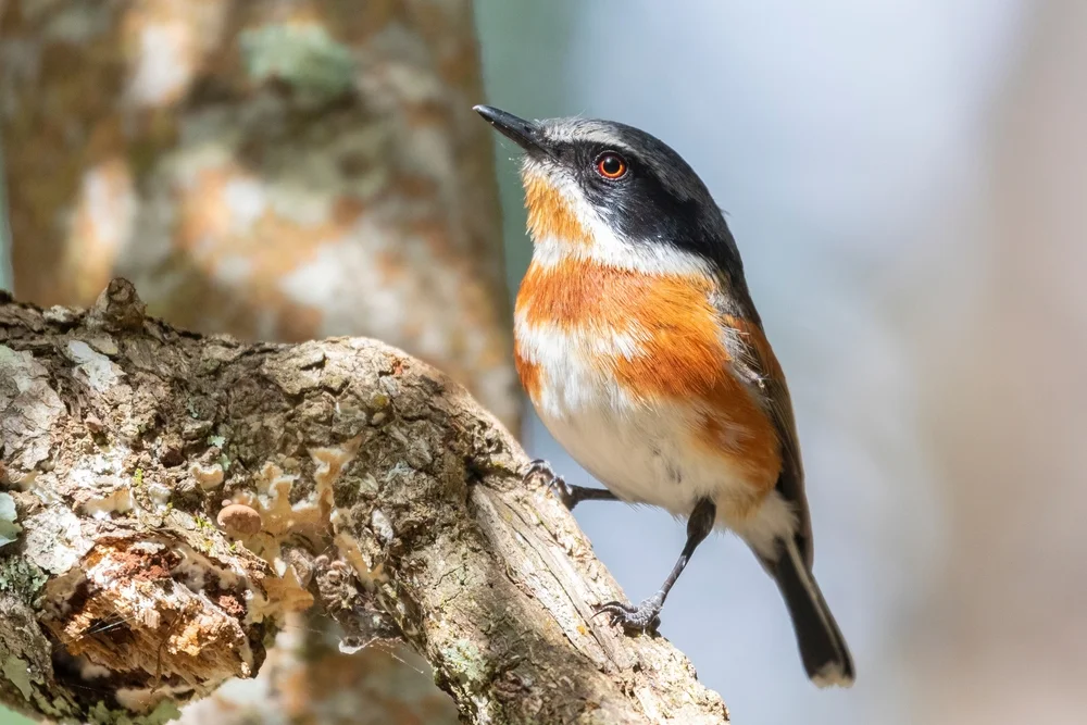 Kap-Bartvogel (Batis capensis)