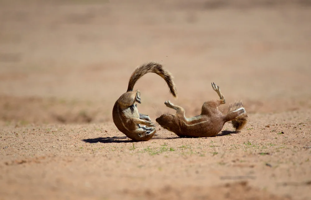 Kap-Borstenhörnchen