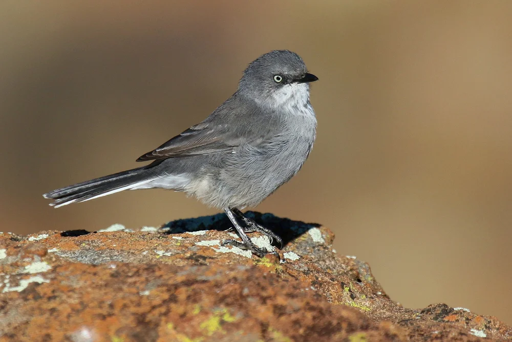 Kap-Grasmücke (Sylvia layardi)