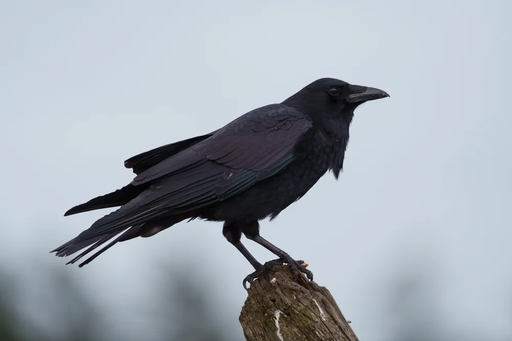 Kap-Krähe (Corvus capensis)