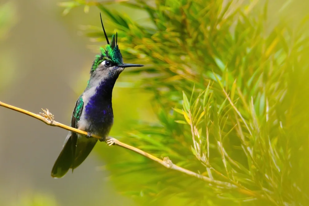 Kap-Nektarvogel (Stephanoxis lalandi)