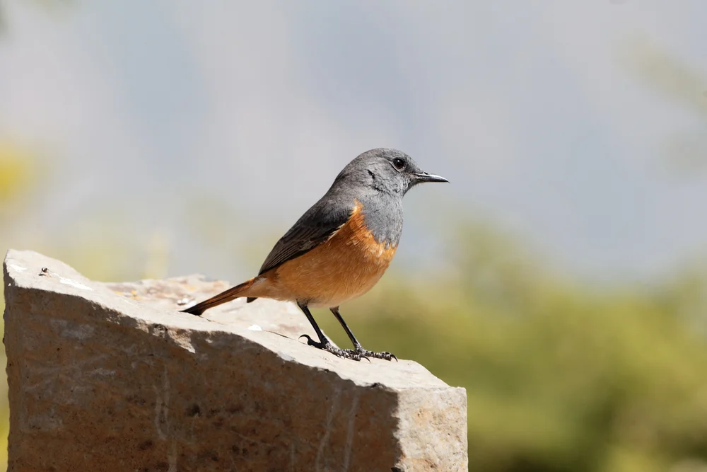 Kap-Steinschmätzer (Monticola rufocinereus)