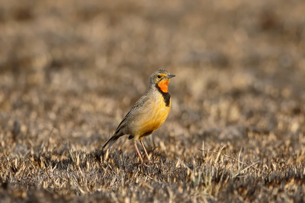 Kap-Sumpfhühnchen (Macronyx capensis)