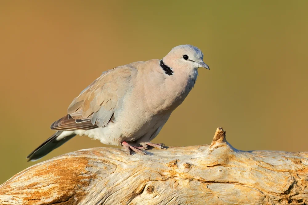 Kap-Turteltaube (Streptopelia capicola)