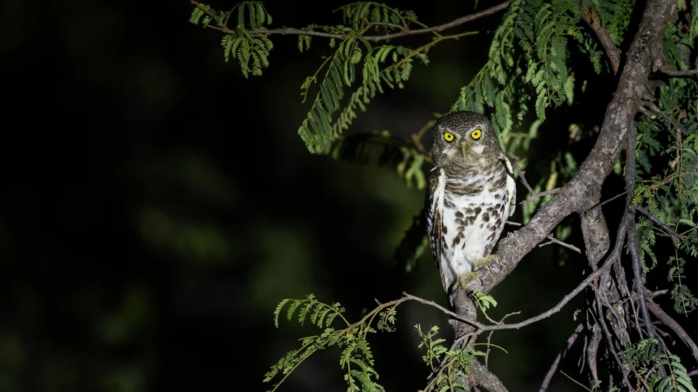 Kap-Zwergkauz (Glaucidium capense)