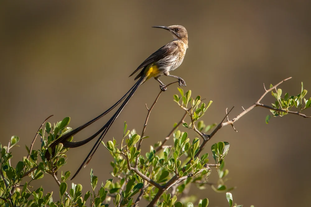 Kapfenschmätzer (Promerops cafer)
