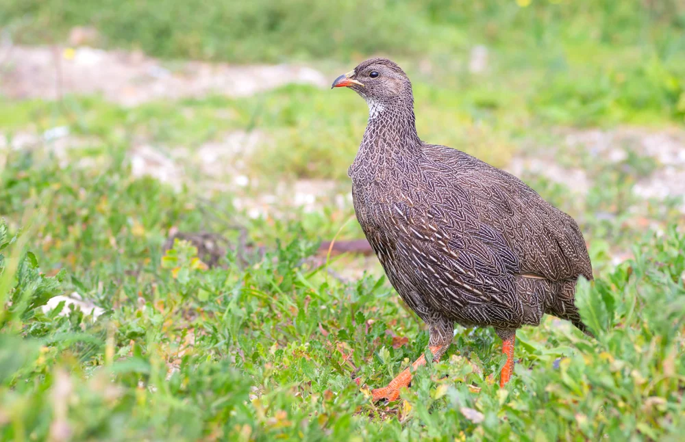 Kapfrankolin (Pternistis epensis)