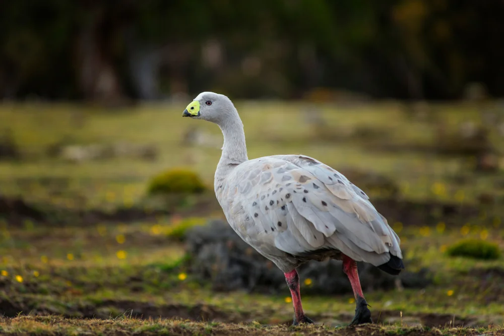 Kapgans (Cereopsis novaehollandiae)