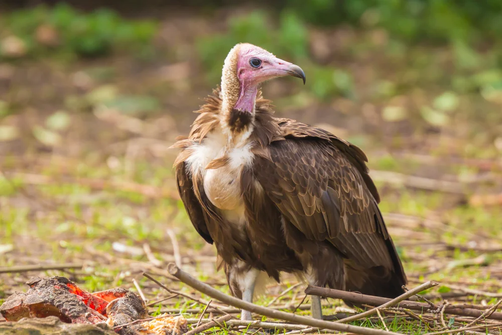 Kapgeier (Gyps coprotheres)