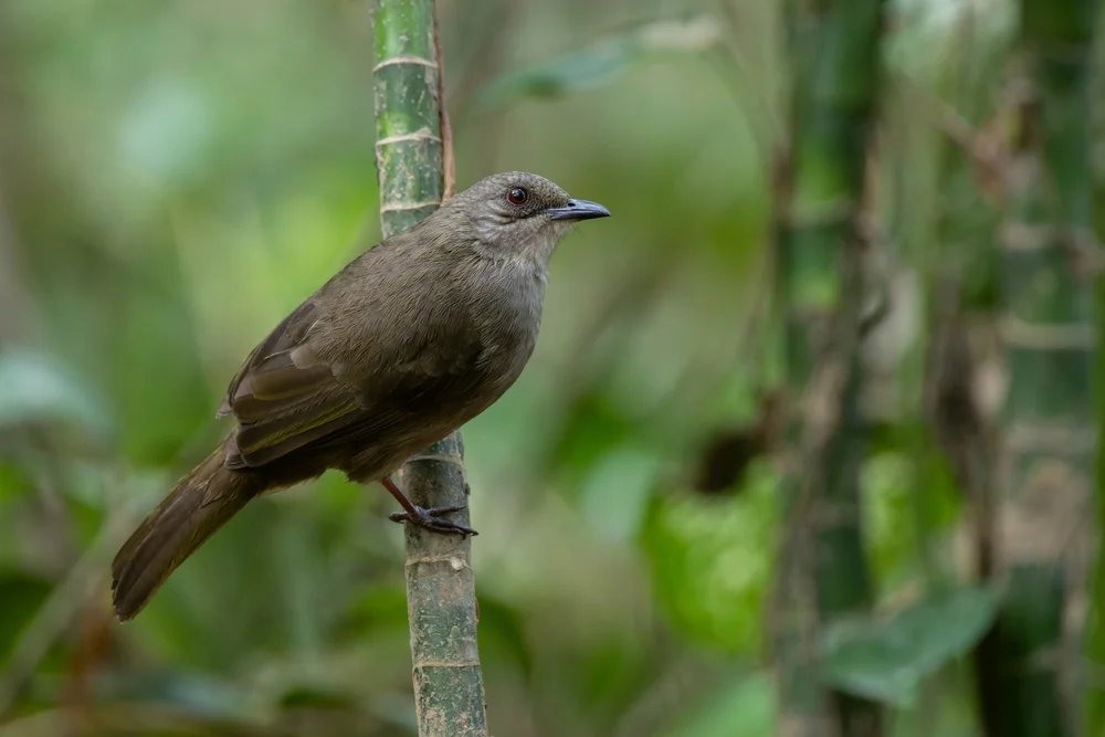 Kappen-Dickschnabeldrosse (Pycnonotus plumosus)