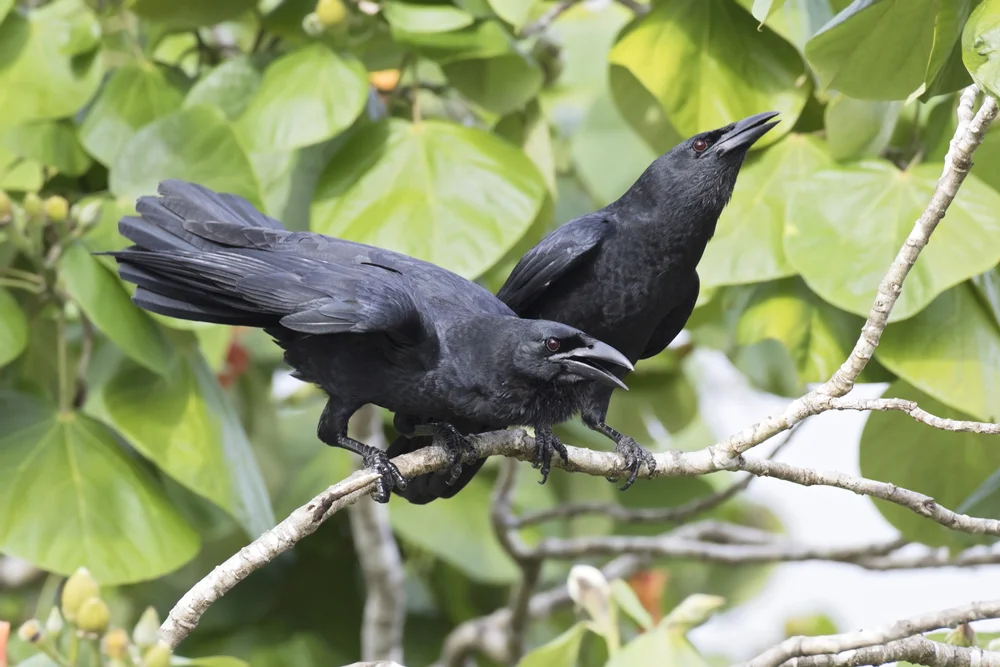 Kappen Krähe (Corvus nasicus)