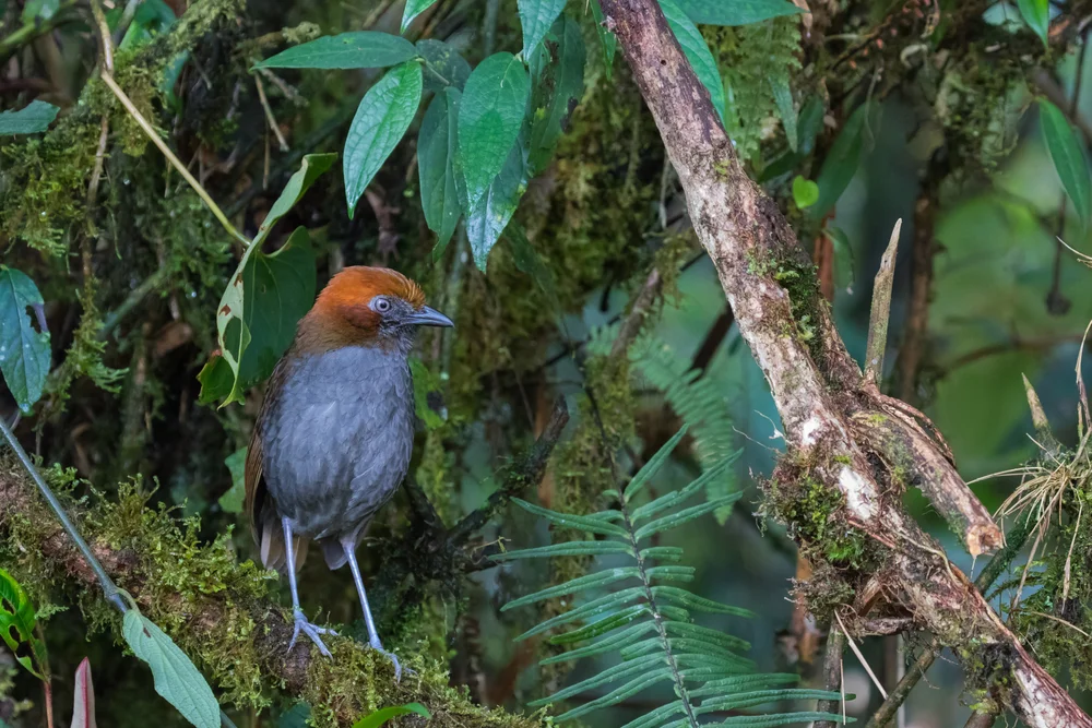 Kapuzen-Ameisenpitta (Grallaricula cucullata)