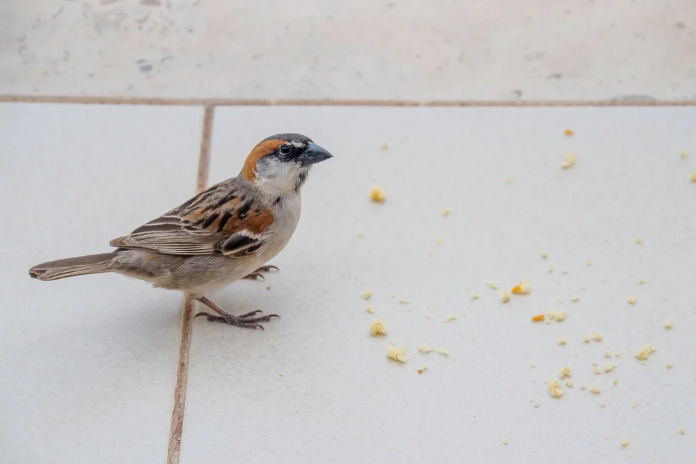 Kapverdensperling (Kapverdensperling)