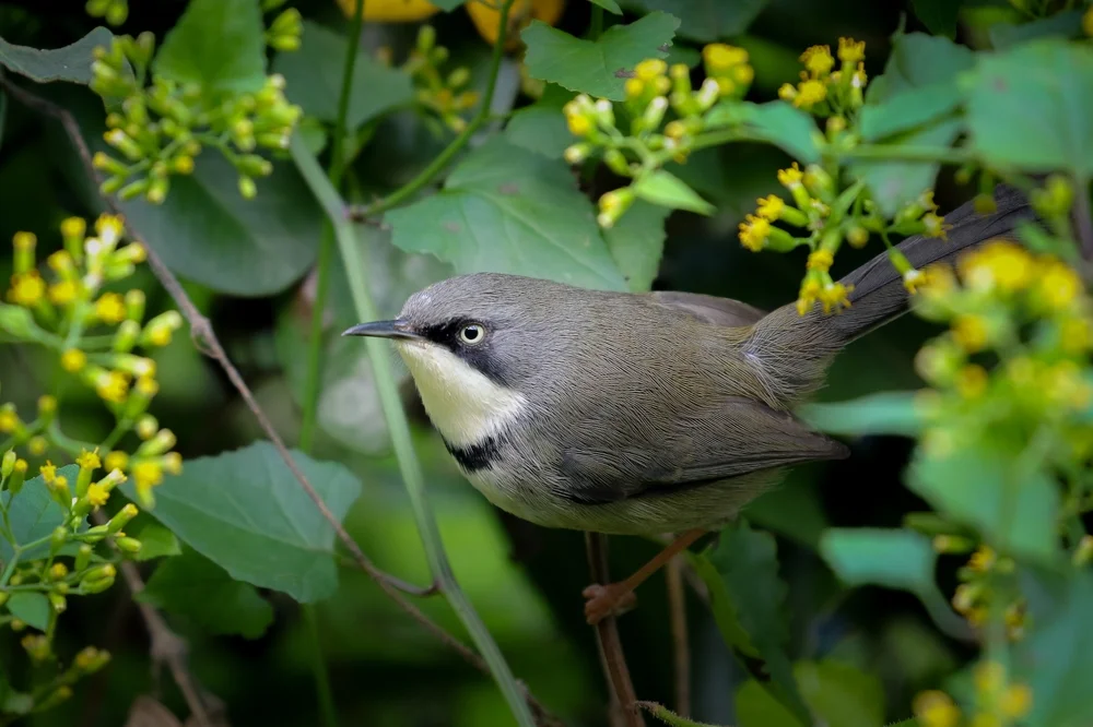Karamoja-Brillenvogel (Apalis karamojae)