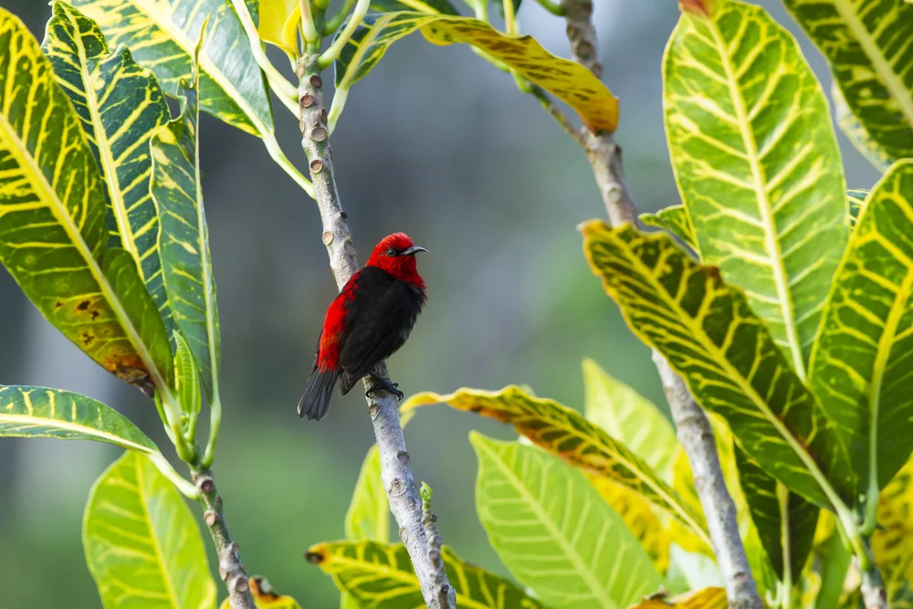 Kardinal-Honigfresser (Myzomela cardinalis)