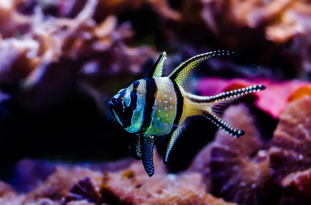 Kardinalbarsche (Kardinalbarsche)