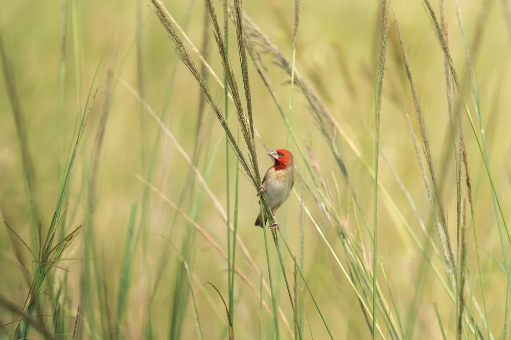 Kardinalweber (Quelea cardinalis)