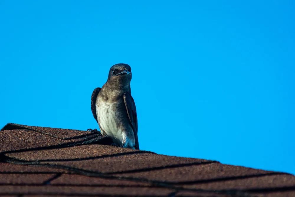 Karibikschwalbe (Progne dominicensis)