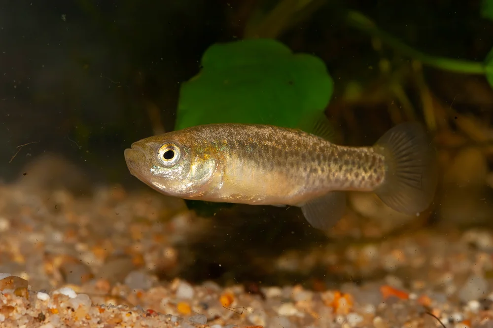 Karpfen-Zahnkarpfen (Cyprinodontidae)