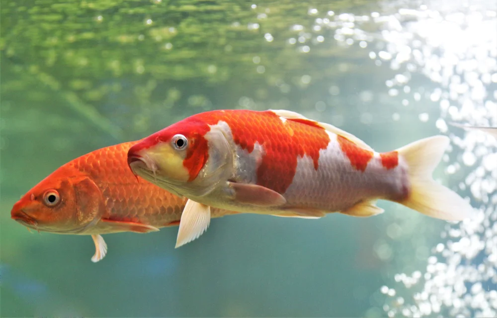 Karpfen (Cyprinus carpio)