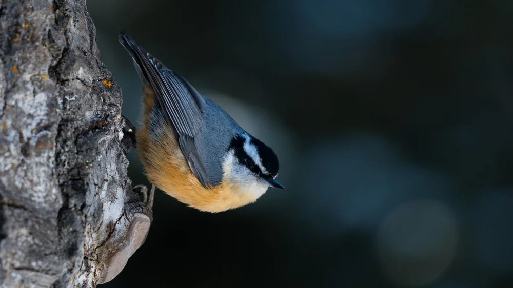 Kaschmir-Kleiber (Sitta cashmirensis)