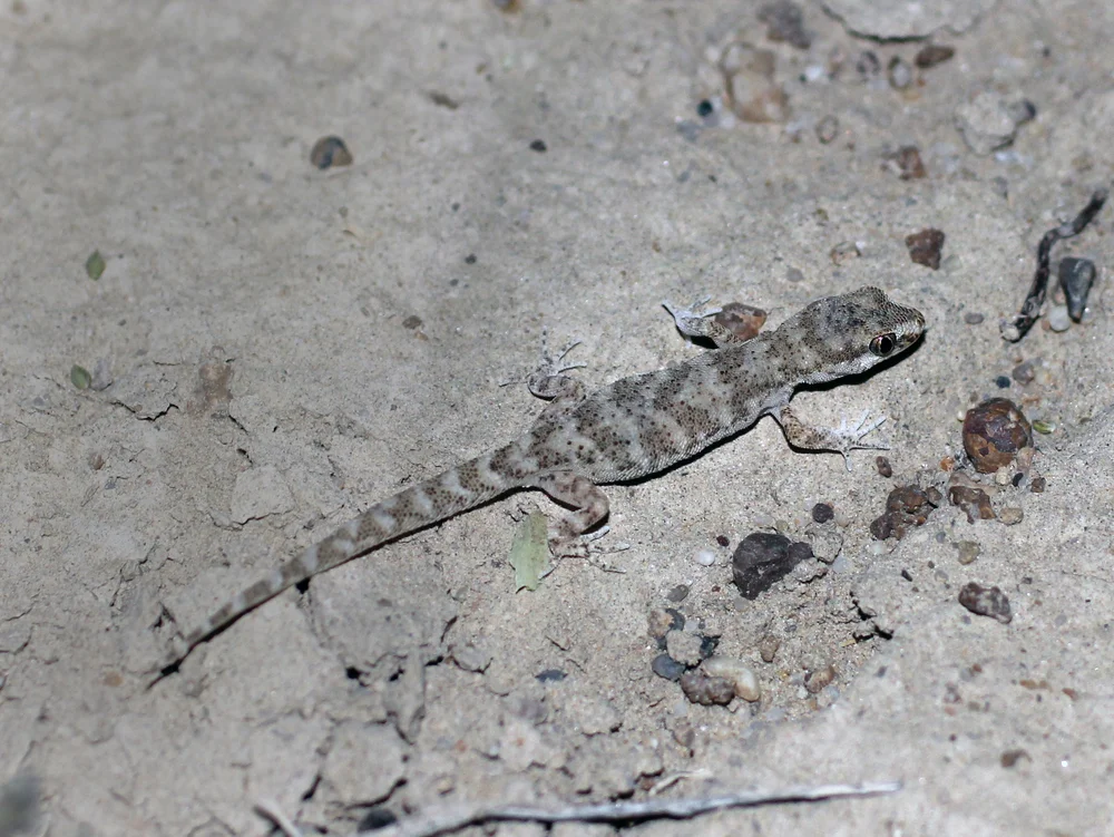 Kaspischer Geradfingergecko