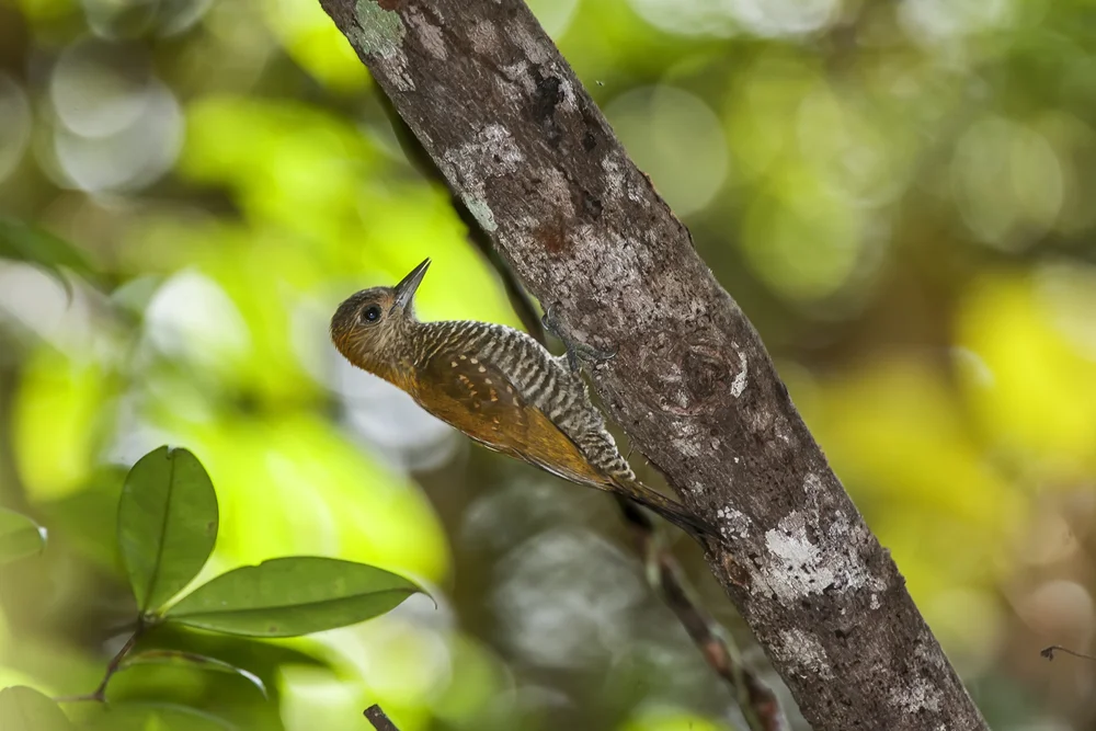 Kassins Buntspecht (Veniliornis cassini)