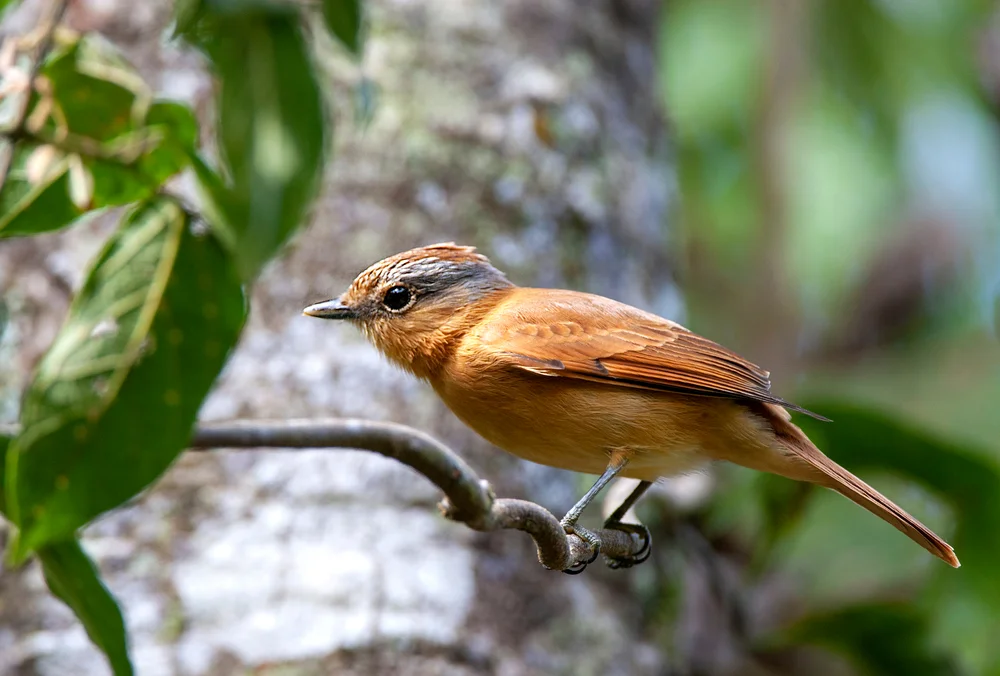 Kastanien-Bärtvogel (Pachyramphus castaneus)