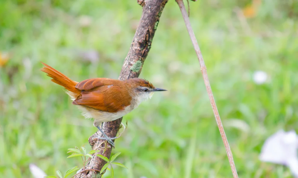 Kastanien-Dornensteiger (Synallaxis ostanea)