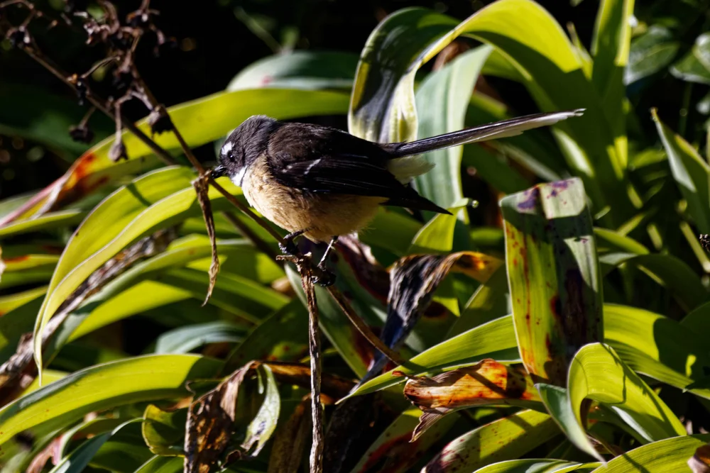 Kastanien-Fächerschwanz (Rhipidura fuscorufa)