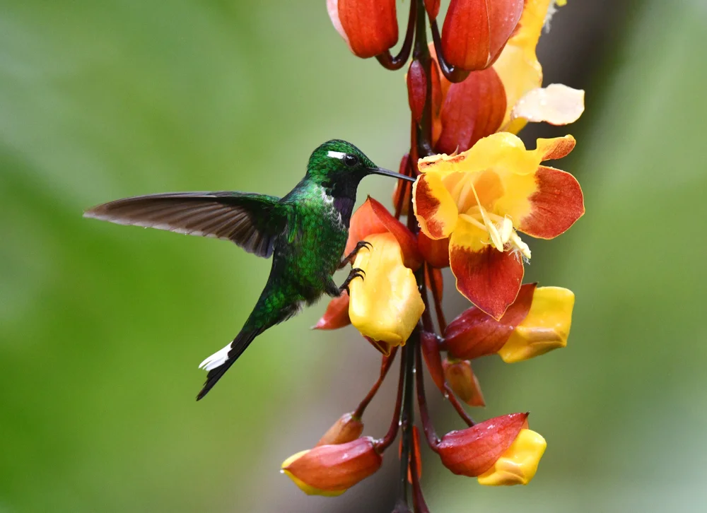 Kastanien-Glanzkrähe (Gefleckter Kletterwels)