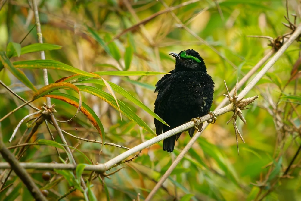 Kastanien-Grundschnepfe (Kastanien-Grundschnepfe)