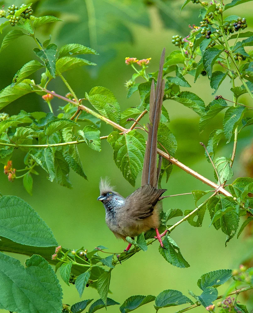 Kastanien-Mausvogel (Colius castanotus)