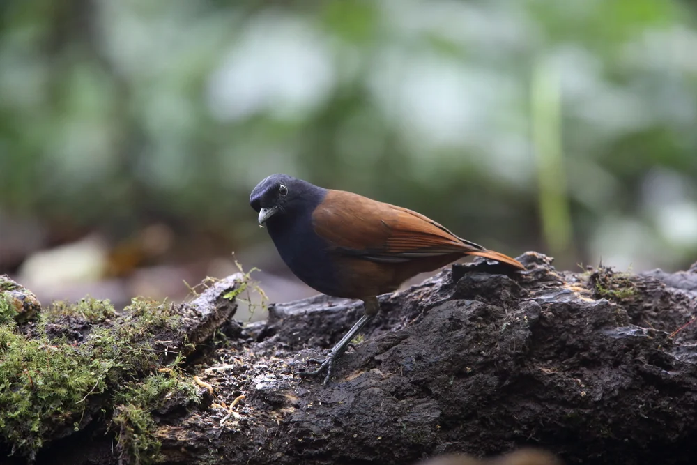 Kastanien-Pfeifdrossel (Myophonus castaneus)