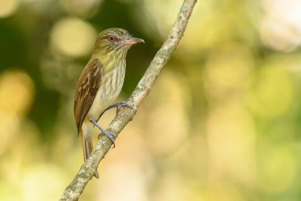 Kastanien-Raubwürger (Attila spadiceus)