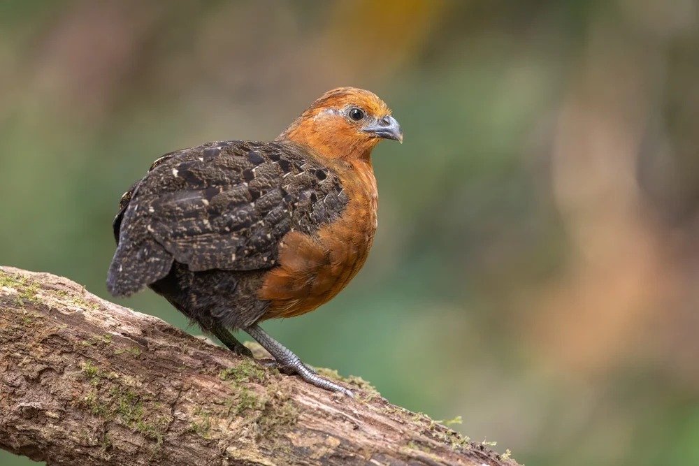 Kastanien-Zahnwachtel (Odontophorus hyperythrus)