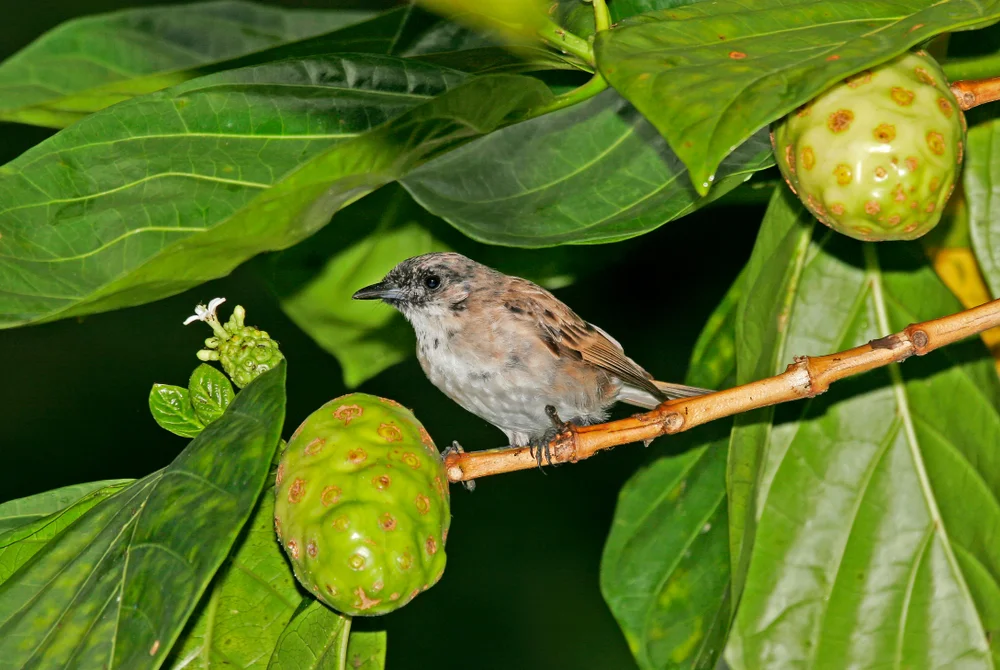 Kastanienbauch-Monarch (pomarea dimidiata)