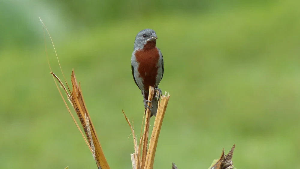 Kastanienbauch-Saatknospf (Sporophila caerulescens)