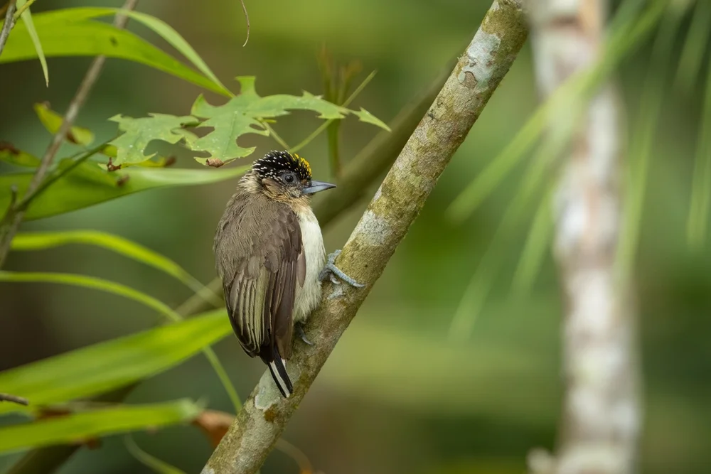 Kastanienbauch-Zwergspecht (Picumnus granadensis)