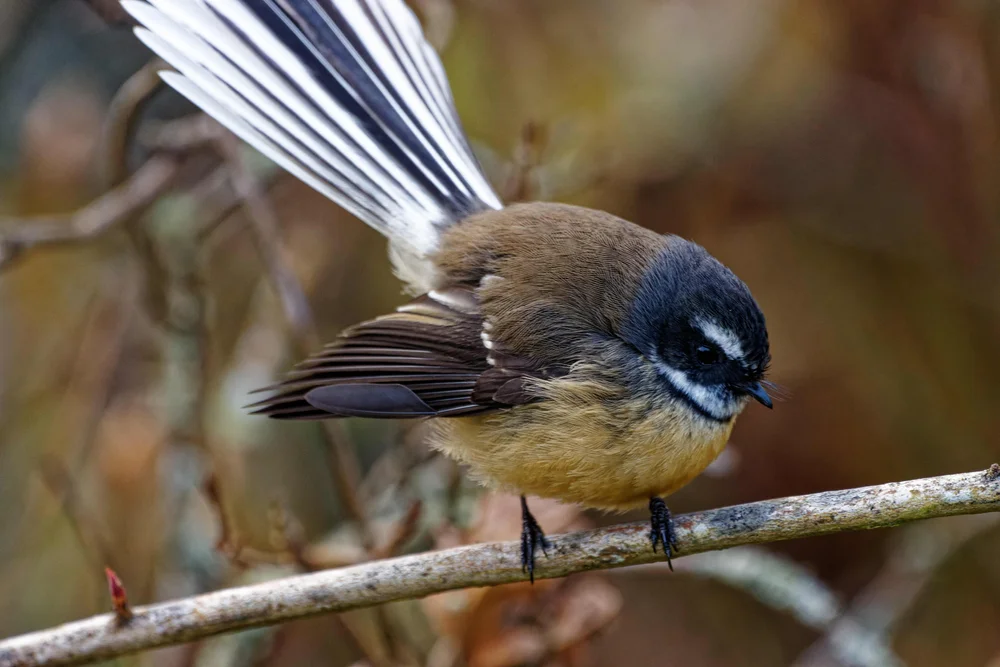 Kastanienbürzel-Fächerschwanz (Rhipidura nigrocinnamomea)