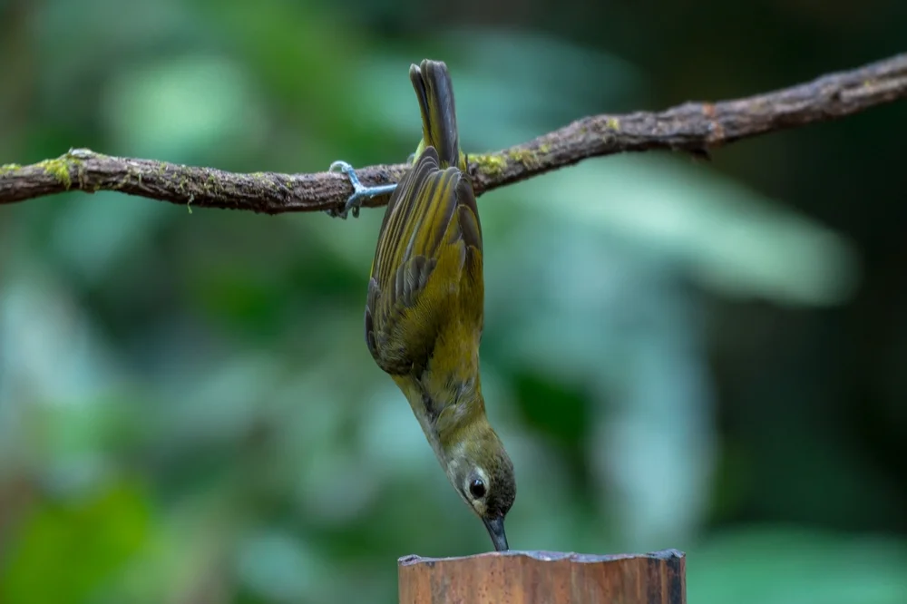 Kastanienbürzel-Spinnenjäger (Arachnothera robusta)