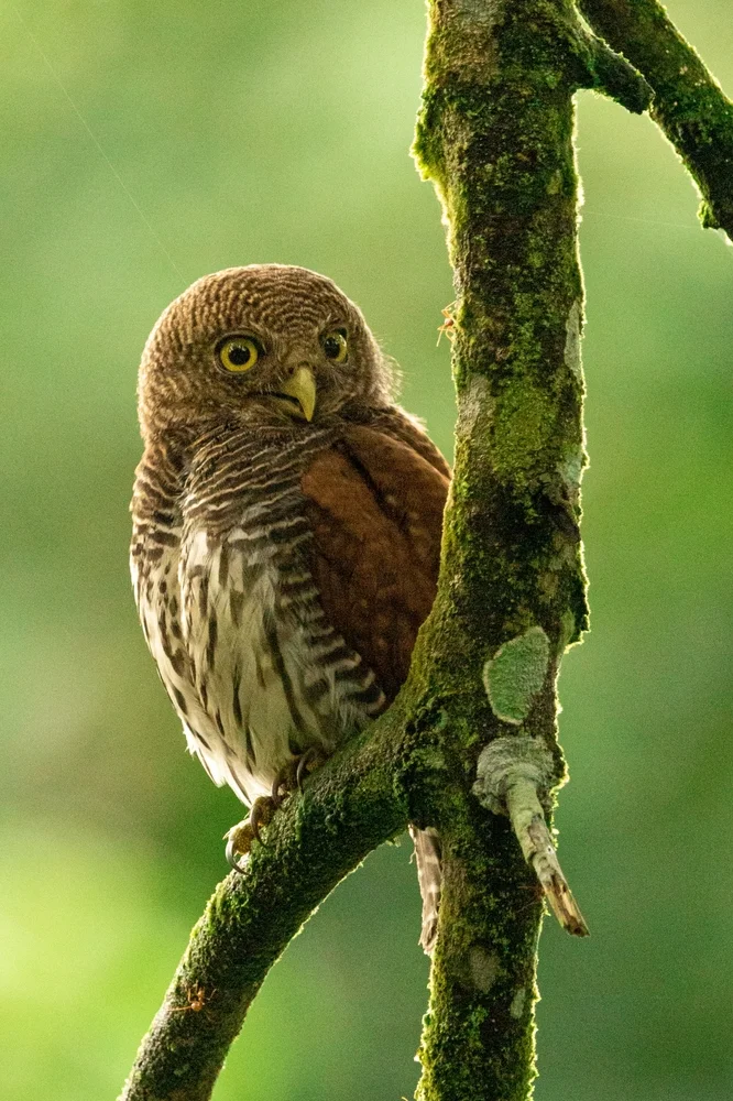 Kastanienbürzel-Zwergkauz (Glaucidium castanotum)