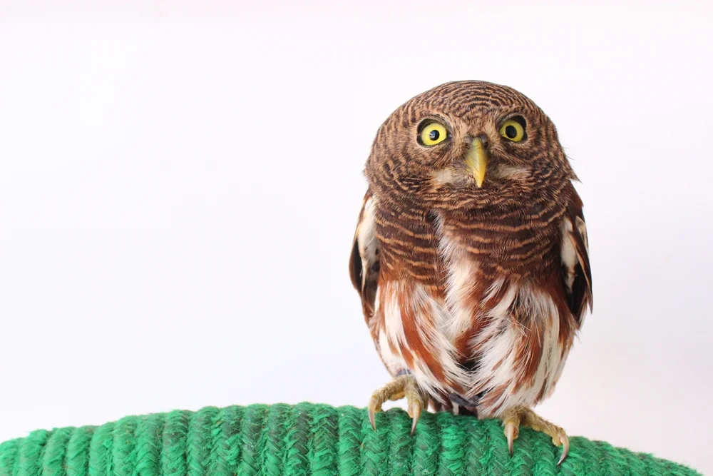 Kastanienflügel-Zwergkauz (Glaucidium castanopterum)
